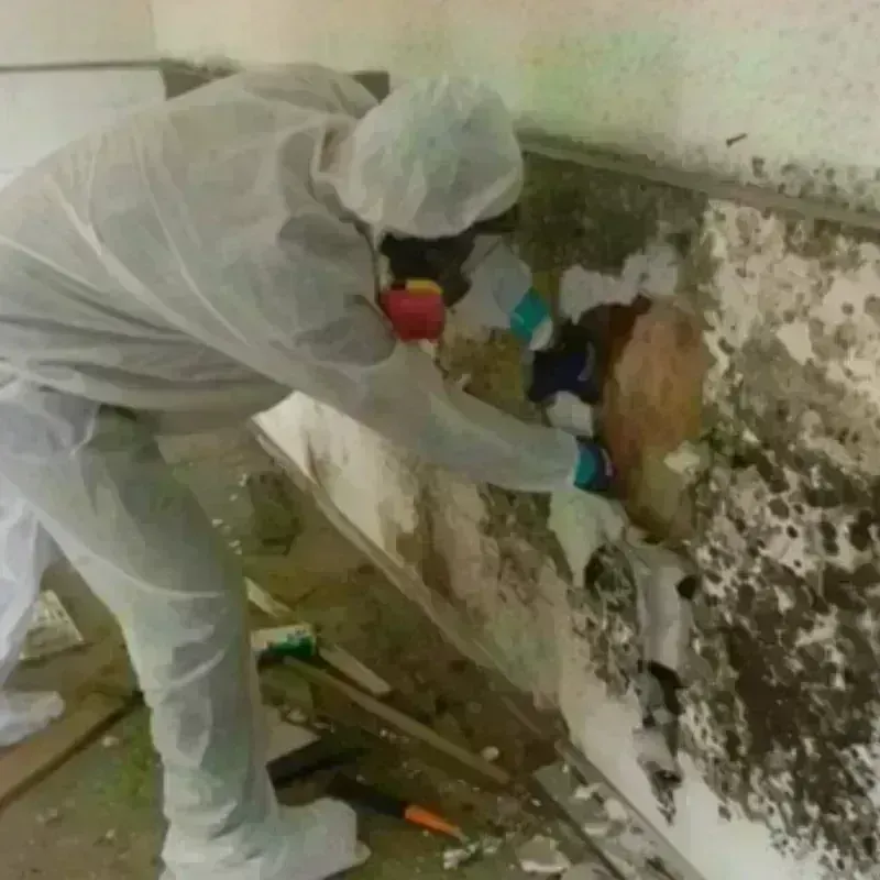 Mold Remediation and Removal in Glen Lyon, PA